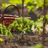 Kako zaštititi sadnice i nedavno presađene biljke od sunčanog sunca